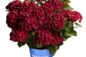 Hydrangea 'Cherry Go Round' New 2025